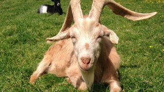 Goats Do Not Like Your Grumpy Face<em></em>